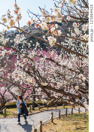 赤塚山公園、満開の梅〈愛知県豊川市〉 赤塚山公園、満開の梅〈愛知県豊川市〉 123864428