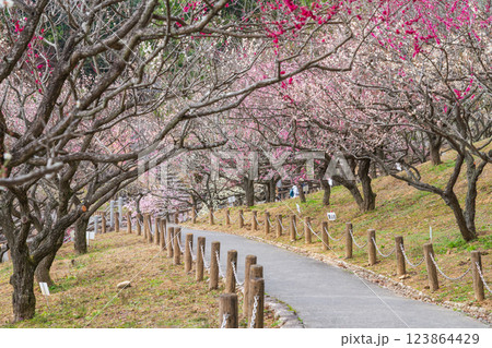 赤塚山公園、満開の梅〈愛知県豊川市〉 123864429