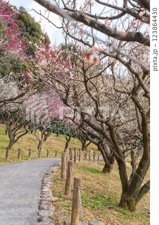 赤塚山公園、満開の梅〈愛知県豊川市〉 123864430