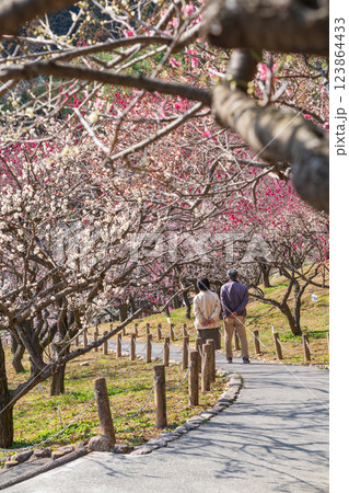 赤塚山公園、満開の梅〈愛知県豊川市〉 123864433