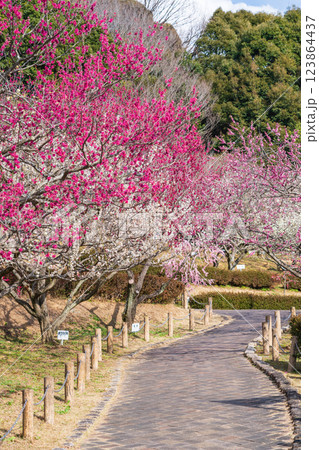 赤塚山公園、満開の梅〈愛知県豊川市〉 123864437