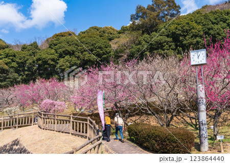 赤塚山公園、満開の梅〈愛知県豊川市〉 123864440