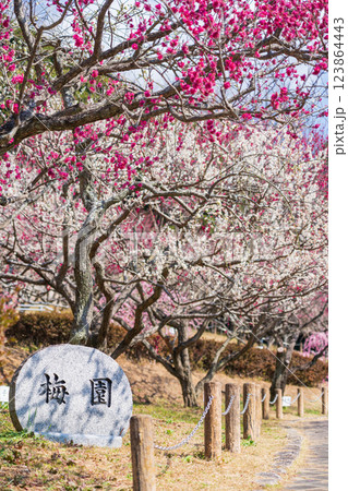 赤塚山公園、満開の梅〈愛知県豊川市〉 123864443