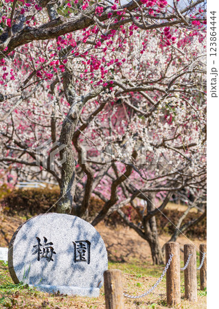 赤塚山公園、満開の梅〈愛知県豊川市〉 赤塚山公園、満開の梅〈愛知県豊川市〉 123864444