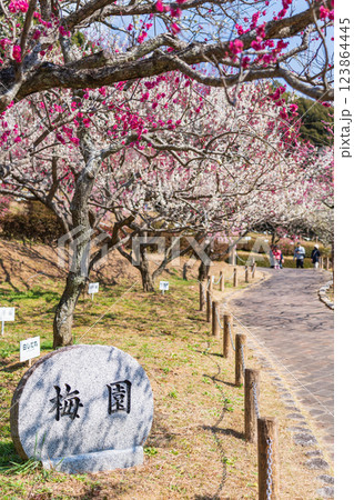 赤塚山公園、満開の梅〈愛知県豊川市〉 赤塚山公園、満開の梅〈愛知県豊川市〉 123864445