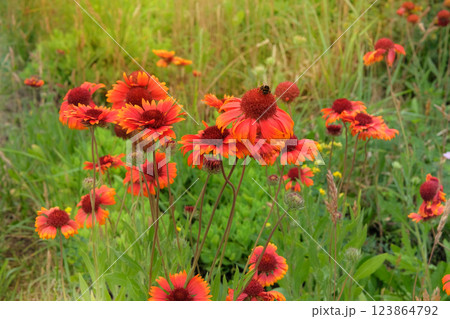 Flowers of Gaillardia is growing in garden. Gaillardia grows in meadow or open areas. Plant of Aster family. Countryside garden. 123864792