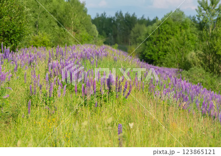 Beautiful natural background of a meadow covered with purple lupine flowers. Beautiful natural background of a meadow covered with purple lupine flowers. 123865121