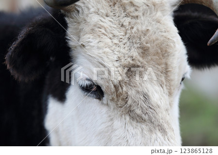 Face of a cow with a white muzzle close-up Face of a cow with a white muzzle close-up 123865128