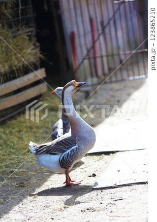 A domestic goose walks around the farm yard. A domestic goose walks around the farm yard. 123865210