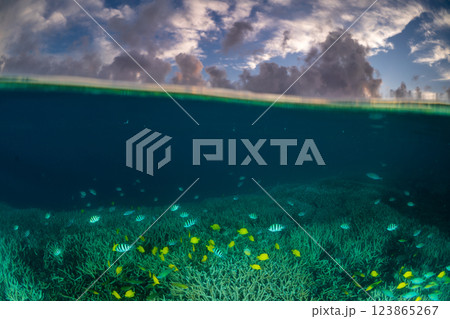 夕暮れのエダサンゴの海に群れるロクセンスズメダイ　小笠原 123865267