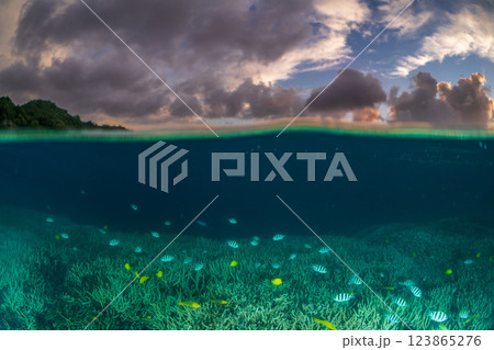 夕暮れのエダサンゴの海に群れるロクセンスズメダイ　小笠原 123865276