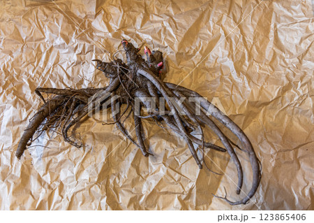 Large root of herbaceous peony with buds and roots before planting 123865406