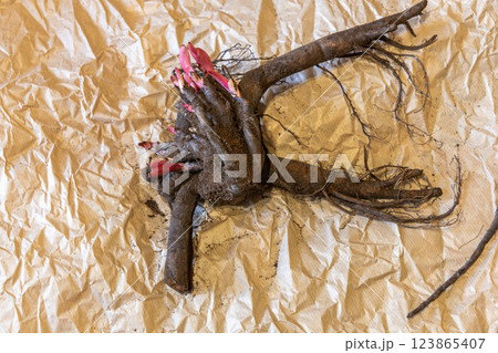 Large root of herbaceous peony with buds and roots before planting 123865407