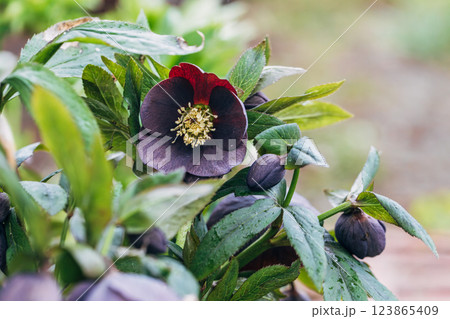 helleborus orientalis in purple macro helleborus orientalis in purple macro 123865409