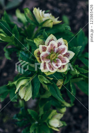 Closeup of a light yellow flower with maroon spots of a hellebore plant, Lenten rose Closeup of a light yellow flower with maroon spots of a hellebore plant, Lenten rose 123865426