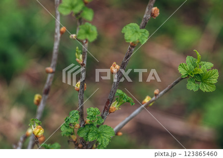Blackcurrant Gall or Big Bud Mite pest. Infected enlarged round buds on young currant bush in Spring Blackcurrant Gall or Big Bud Mite pest. Infected enlarged round buds on young currant bush in Spring 123865460