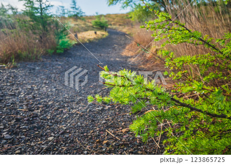 鉢伏山登山道の風景【美ヶ原高原ロングトレイル】 123865725