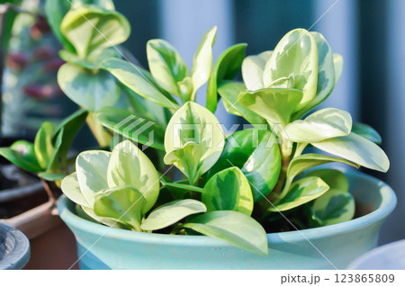 Peperomia obtusifolia, Baby Rubber Plant or Pepper Face or PIPERACEAE 123865809