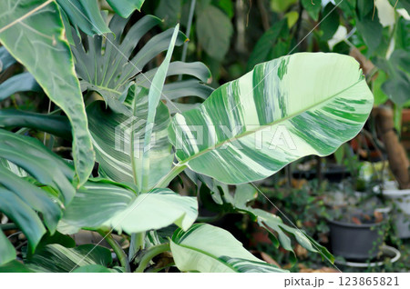 banana tree, bicolor banana plant or Kluai Namwa Dang, Musa ABB or Namwa Dang or new born banana or bicolor banana plant banana tree, bicolor banana plant or Kluai Namwa Dang, Musa ABB or Namwa Dang or new born banana or bicolor banana plant 123865821