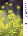 菜の花 123865859