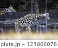 キリンの親子 123866076