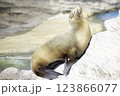 アザラシ 123866077