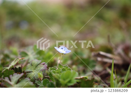 オオイヌノフグリ、日光を求めて オオイヌノフグリ、日光を求めて 123866209
