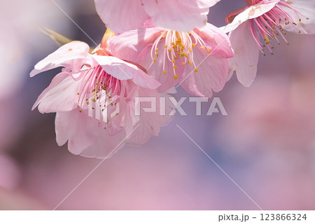 春の朝日を浴びる桜 123866324