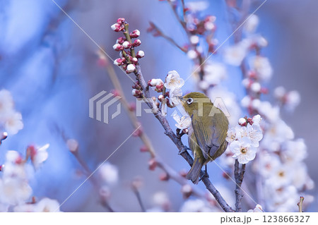 梅の枝に止まるメジロ 梅の枝に止まるメジロ 123866327