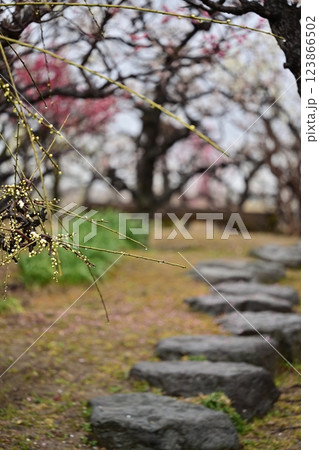 梅の花と、梅、ピンクの実、薄ピンク色の梅 梅の花と、梅、ピンクの実、薄ピンク色の梅 123866502