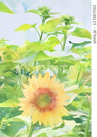 ひまわりの水彩画 ひまわりの水彩画 123867082