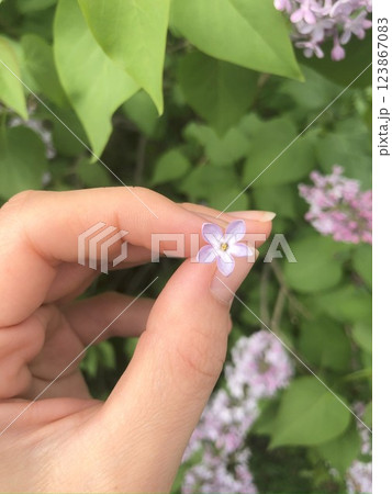 Five petal lilac flower held in hand against background of green leaves and purple lilacs. 123867083