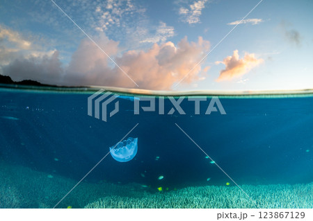 夕暮れの海のミズクラゲ　小笠原 123867129