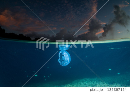 夕暮れの海のミズクラゲ　小笠原 123867134