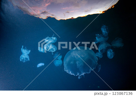 夕暮れの海のミズクラゲ　小笠原 123867136