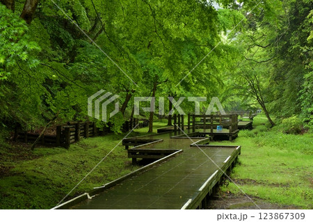 ゴールデンウィーク、千葉県君津市濃溝の滝、清水渓流広場、新緑のモミジに雨で濡れた木道が黒く映える ゴールデンウィーク、千葉県君津市濃溝の滝、清水渓流広場、新緑のモミジに雨で濡れた木道が黒く映える 123867309