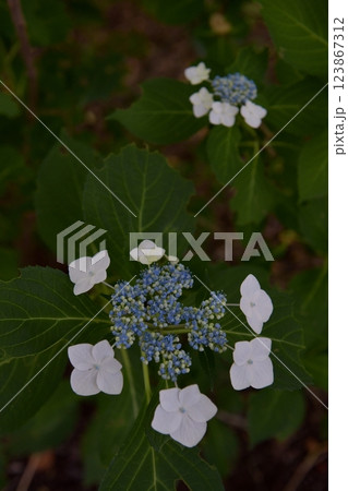 梅雨入り前の狭山市智光山公園、都市緑化植物園の木陰でガクアジサイを撮る 123867312