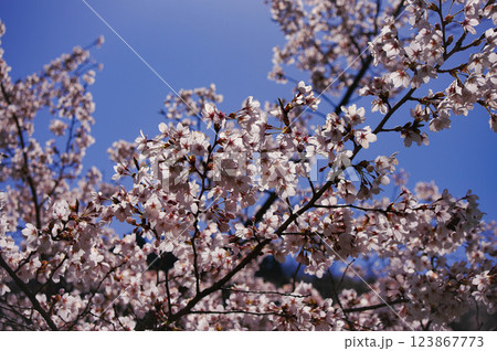 満開の桜と青空のコントラスト 満開の桜と青空のコントラスト 123867773