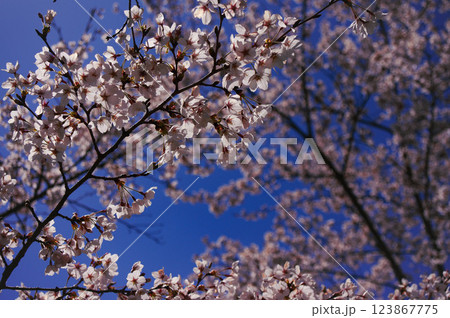 満開の桜と青空のコントラスト 123867775