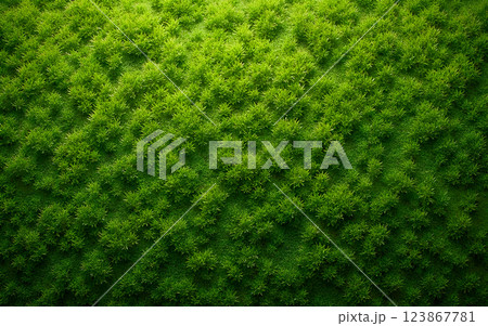 green moss on concrete surface 123867781