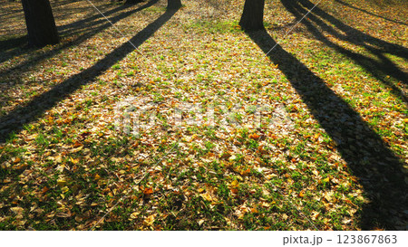 公園の森の樹木の影と地面の風景 123867863