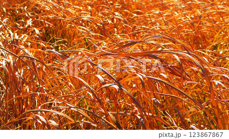 荒川河川敷のイネ科植物が枯れた冬の風景 123867867