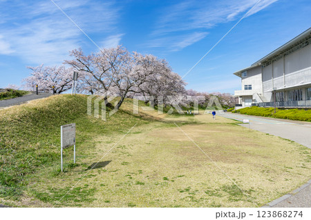 愛知県一宮市 木曽川堤の桜並木 愛知県一宮市 木曽川堤の桜並木 123868274