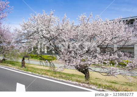愛知県一宮市 木曽川堤の桜並木 123868277