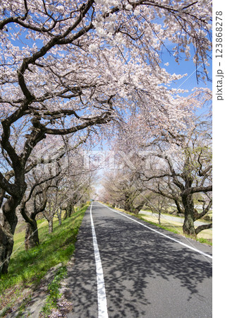 愛知県一宮市 木曽川堤の桜並木 愛知県一宮市 木曽川堤の桜並木 123868278