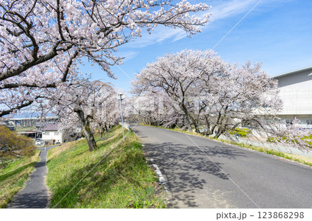 愛知県一宮市 木曽川堤の桜並木 123868298