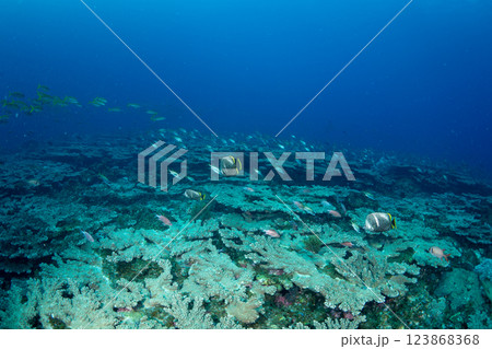 ユウゼンとウケクチイットウダイ 小笠原 東京都 ユウゼンとウケクチイットウダイ 小笠原 東京都 123868368