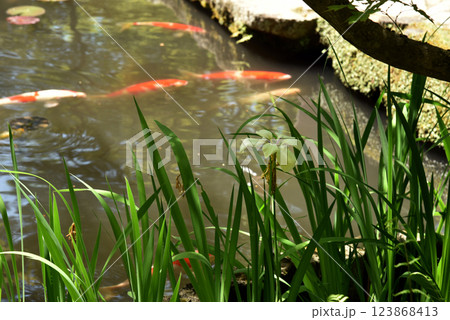 南禅寺　天授庵の池 123868413