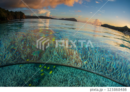 夕暮れのエダサンゴの海に群れるロクセンスズメダイ　小笠原 123868486