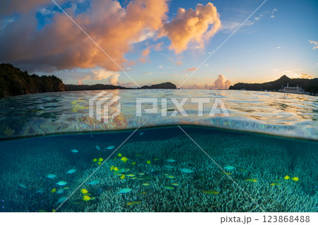 夕暮れのエダサンゴの海に群れるロクセンスズメダイ　小笠原 123868488